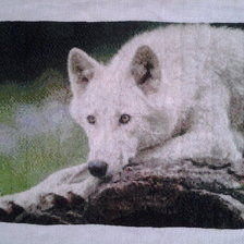 Работа «Белый волк»