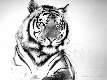 Белый тигр в подарок молодожёнам №58896