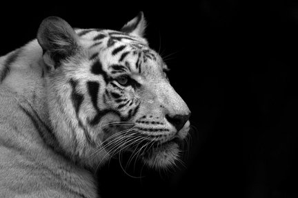 Белый тигр на черной канве №80161