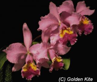 GK 288 Orchid Pink №80435