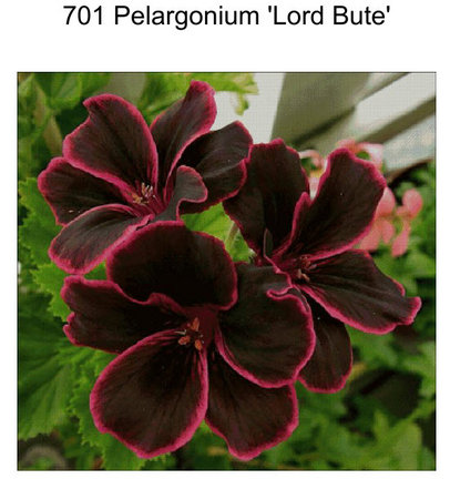 701 Pelargonium 'Lord Bute' №94494