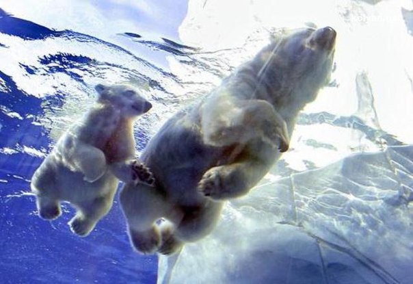 Белые медведи - белые медведи, плывут, животные - оригинал