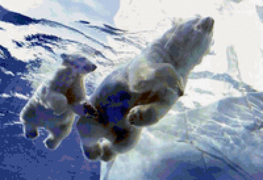 Белые медведи - животные, белые медведи, плывут - предпросмотр