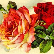 Оригинал схемы вышивки «Розы» (№692)
