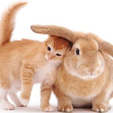 Друзья кролик и котёнок)))