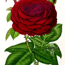Оригинал схемы вышивки «Роза» (№1940)