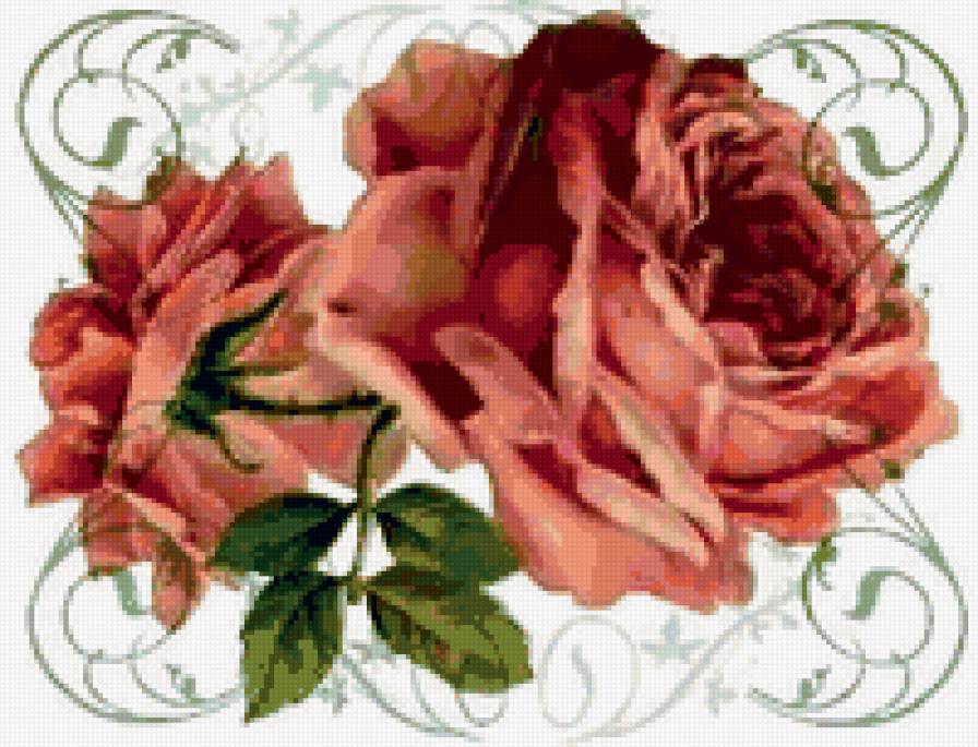 Розы - цветы, розы, флора, роза, розочки, душистые розы, цветок - предпросмотр