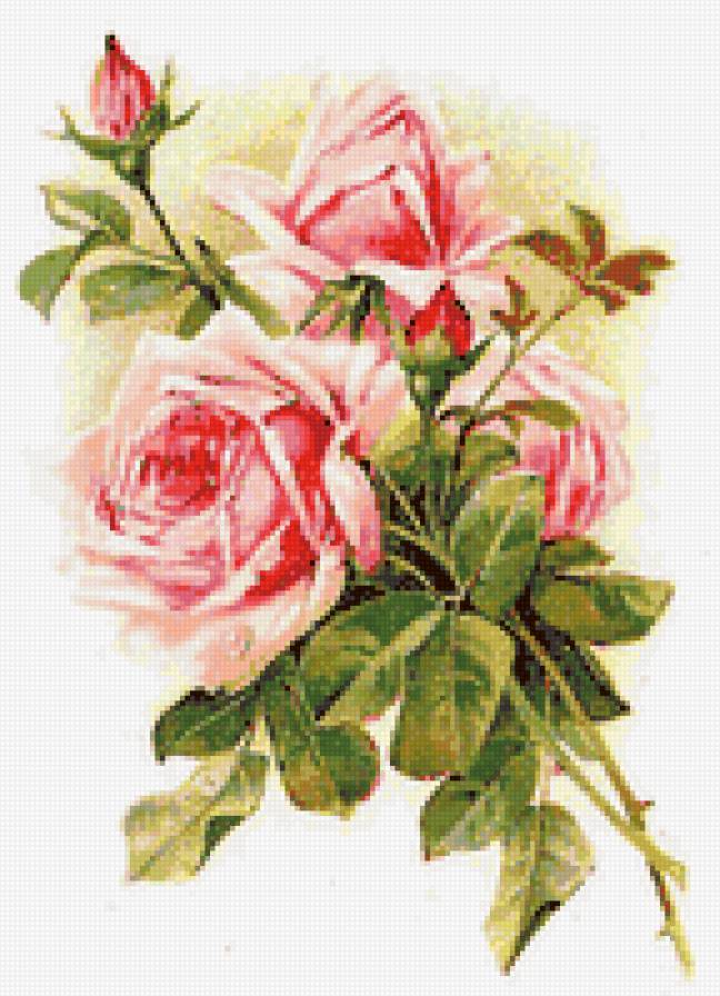 Розы - цветы, душистые розы, розочки, флора, розы, цветок, роза - предпросмотр