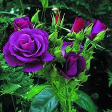 Оригинал схемы вышивки «фиолетовые розы» (№6040)