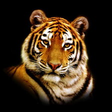 Схема вышивки «Портрет тигра)»
