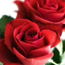 Оригинал схемы вышивки «Большие красные розы)» (№7695)