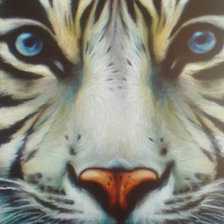 Схема вышивки «белый  тигр»
