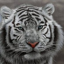 Оригинал схемы вышивки «белый тигр» (№12607)