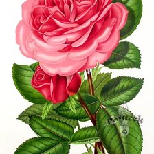 Оригинал схемы вышивки «Роза» (№13900)