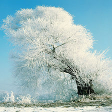 Дерево в снегу