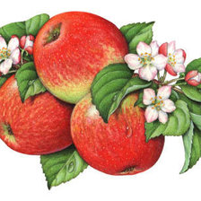 Схема вышивки «Яркие красивые яблочки)»