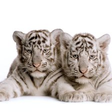 Схема вышивки «Два тигрёнка»
