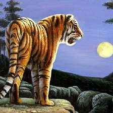 Тигр при луне))