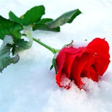 Оригинал схемы вышивки «Роза на снегу» (№18348)