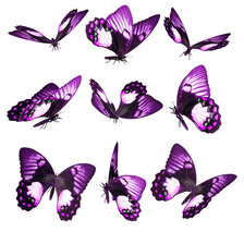 Схема вышивки «лиловые бабочки»