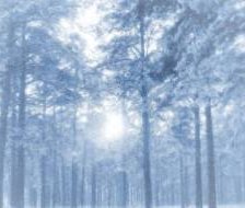 Оригинал схемы вышивки «Зимний лес» (№21584)