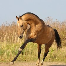 Схема вышивки «Красивый конь»
