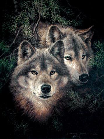 Волки - волк, животные - оригинал