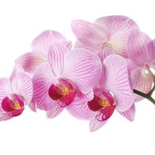 Оригинал схемы вышивки «Орхидея» (№24442)
