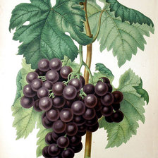 Схема вышивки «черный виноград»