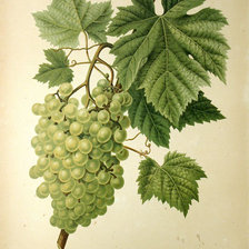 Схема вышивки «белый виноград»