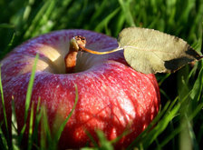 Схема вышивки «яблоко на траве»