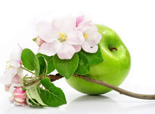 Схема вышивки «яблоко с цветочками»