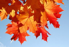 осенний листья - осень, листья, пейзаж - оригинал