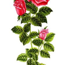 Оригинал схемы вышивки «розы» (№30673)