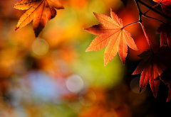 золотая осень - осень, листья, природа - оригинал