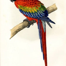 Схема вышивки «птицы. попугай»