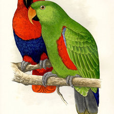 Схема вышивки «птицы. попугай»