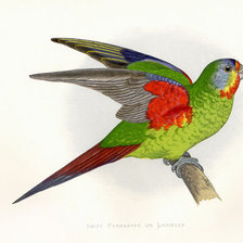 Оригинал схемы вышивки «птицы. попугай» (№36179)