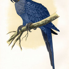 Оригинал схемы вышивки «птицы. попугай» (№36244)