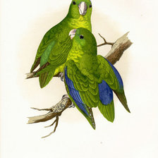 Оригинал схемы вышивки «птицы. попугай» (№36245)