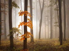 Схема вышивки «туман в осеннем лесу»