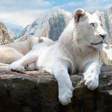 Схема вышивки «белый лев»