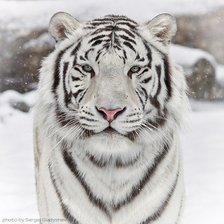 Оригинал схемы вышивки «белый тигр» (№41607)