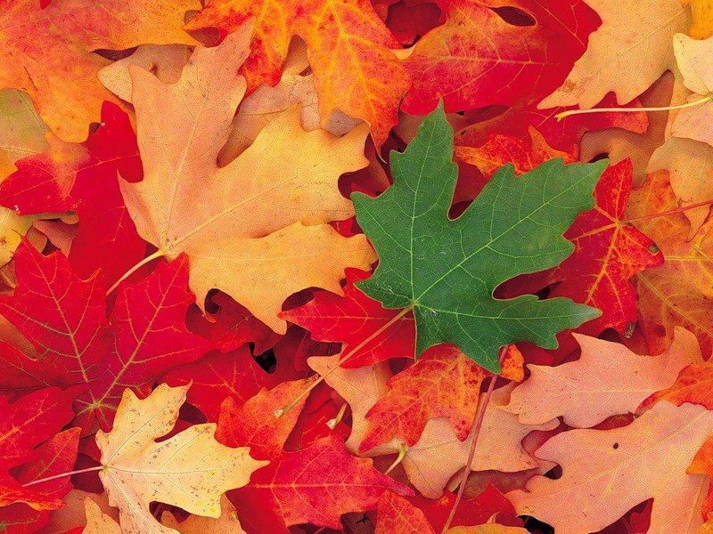 кленовый лист - листья, осень - оригинал
