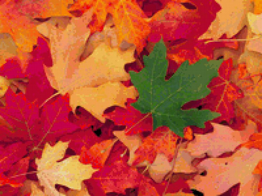 кленовый лист - листья, осень - предпросмотр