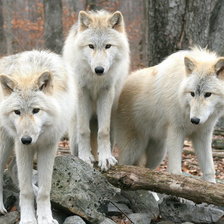 Схема вышивки «белые волки»