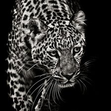 леопард