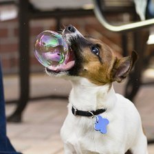 Схема вышивки «Пес лопает пузырь»