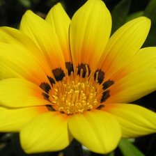 Схема вышивки «Жёлтый цветок макро»