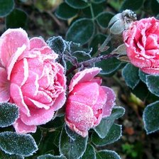 Схема вышивки «Снежные розы»